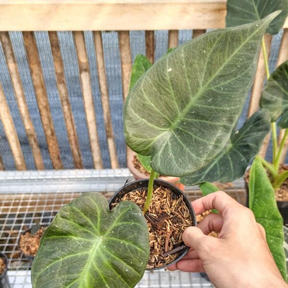 Алоказия REGALE SHIELD