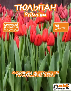 Тюльпан луковичные цветы, Редлайт 3 шт, разбор 12+