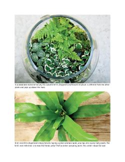 Terrariums - Gardens Under Glass
