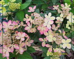 Гортензия метельчатая Граффити (Hydrangea paniculata `Graffiti`)