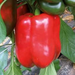 Телестар F1 семена перца сладкого (Hazera / Хазера)