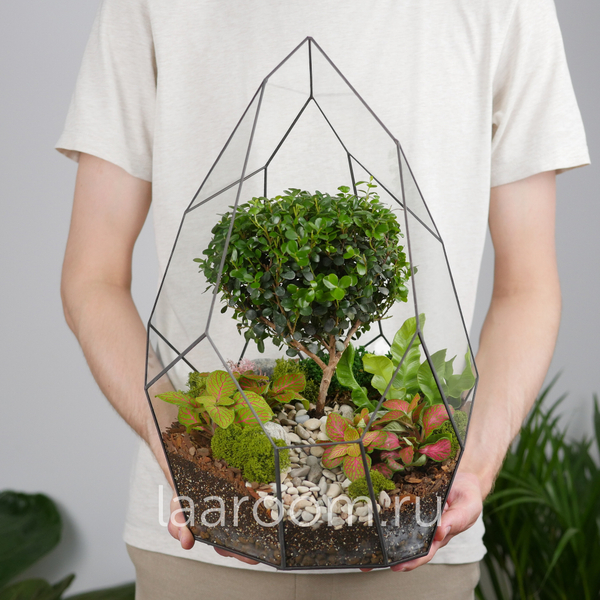 Флорариум бонсай Мирсина Айсберг