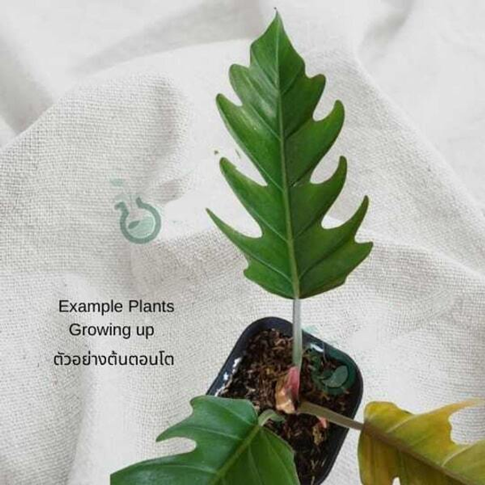 Филодендрон Marble Green (10 шт.) клон