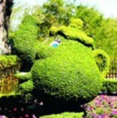 Топиарная фигура Чайник