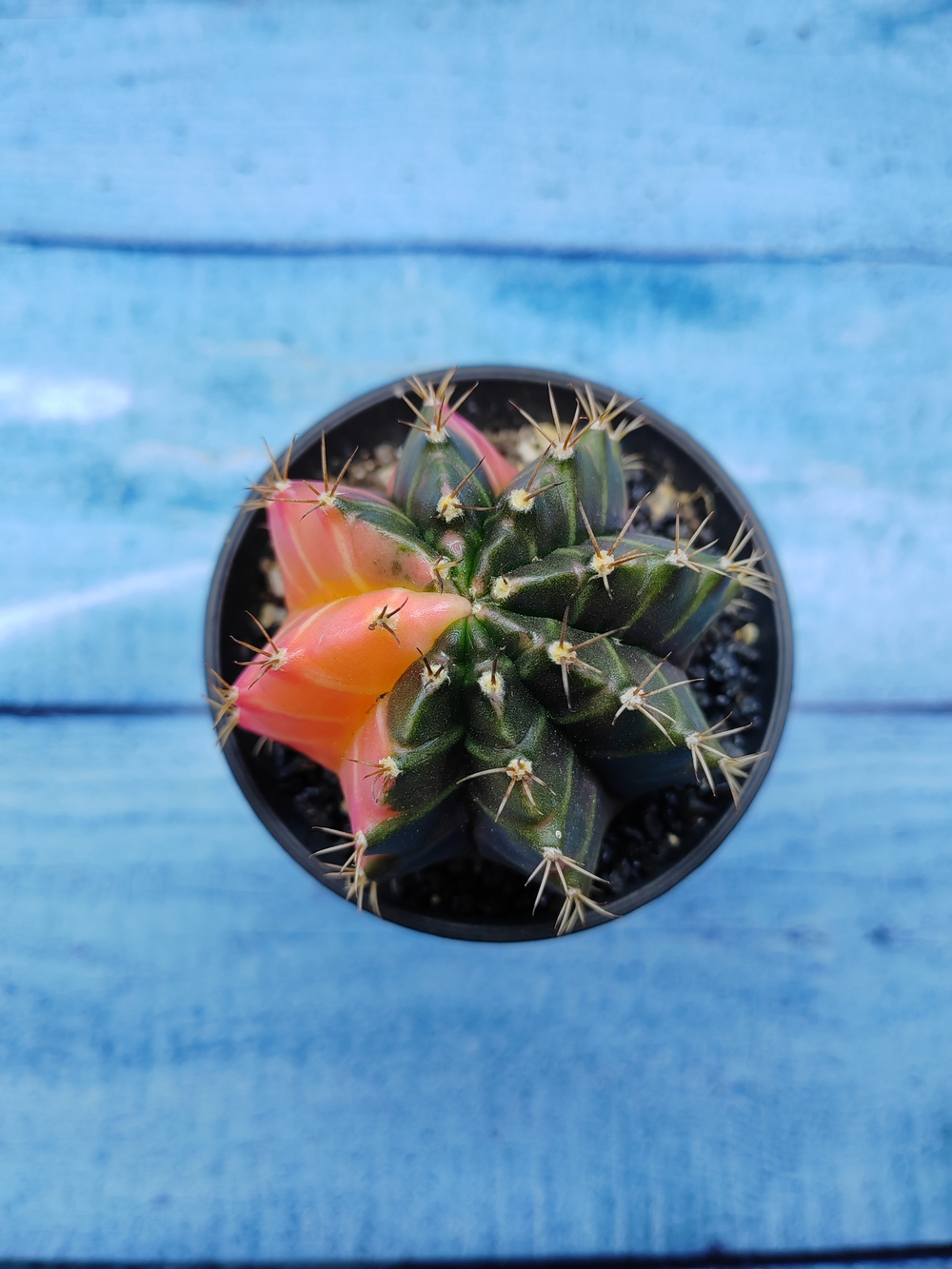 Gymnocalycium Variegata (Гимнокалициум Вариегатный)