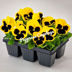 Виола F1 крупноцветковая (цена за 6 штук)