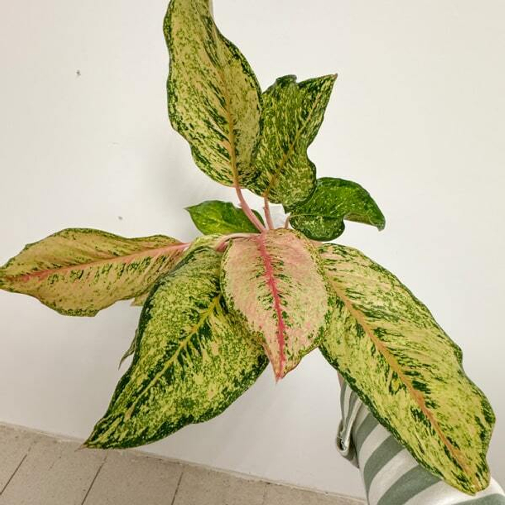 Аглаонема CATHERINE