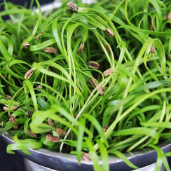 Семена для проращивания фенхеля Феномен (Гавриш)