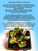 Молодило Соул крупное