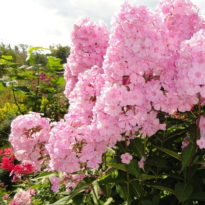 Флокс Роза Пастель