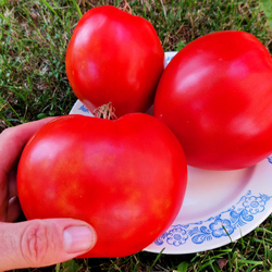 Помидоры - Второе Красное Сердце Быка