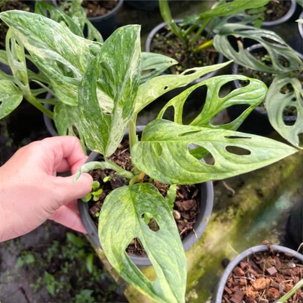 Монстера ADANSONII INDONESIA VAR