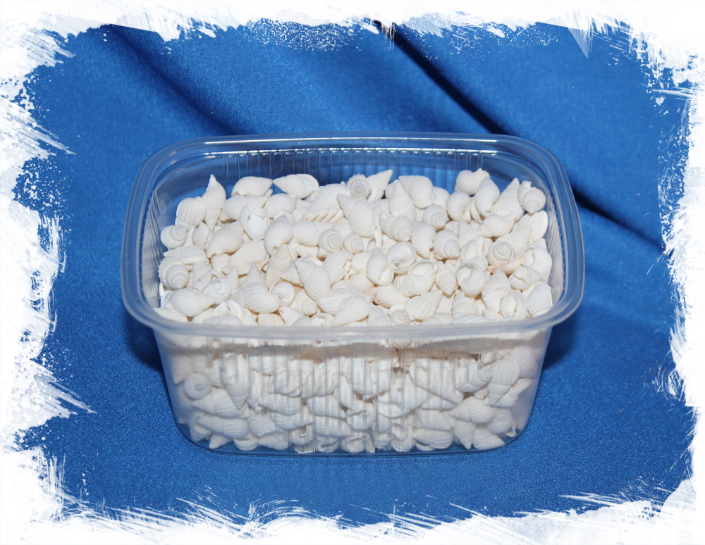 Ракушка Нассариус белого цвета