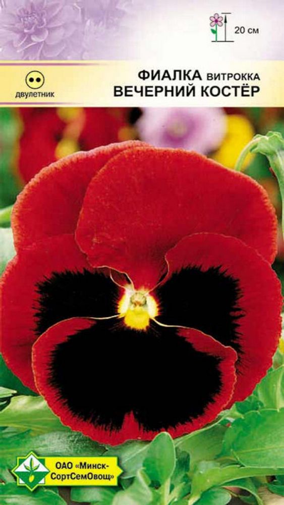 Фиалка витрокка &quot;Вечерний костер&quot; 0.1г, Германия.
