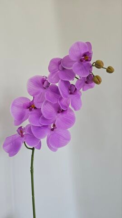 Орхидея Перфект 18