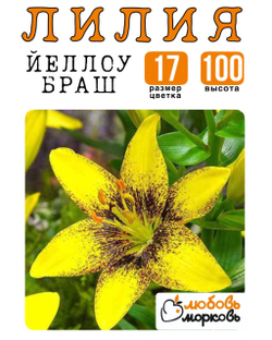 Лилия Луковица, Йеллоу Браш, азиатский гибрид, 1 шт