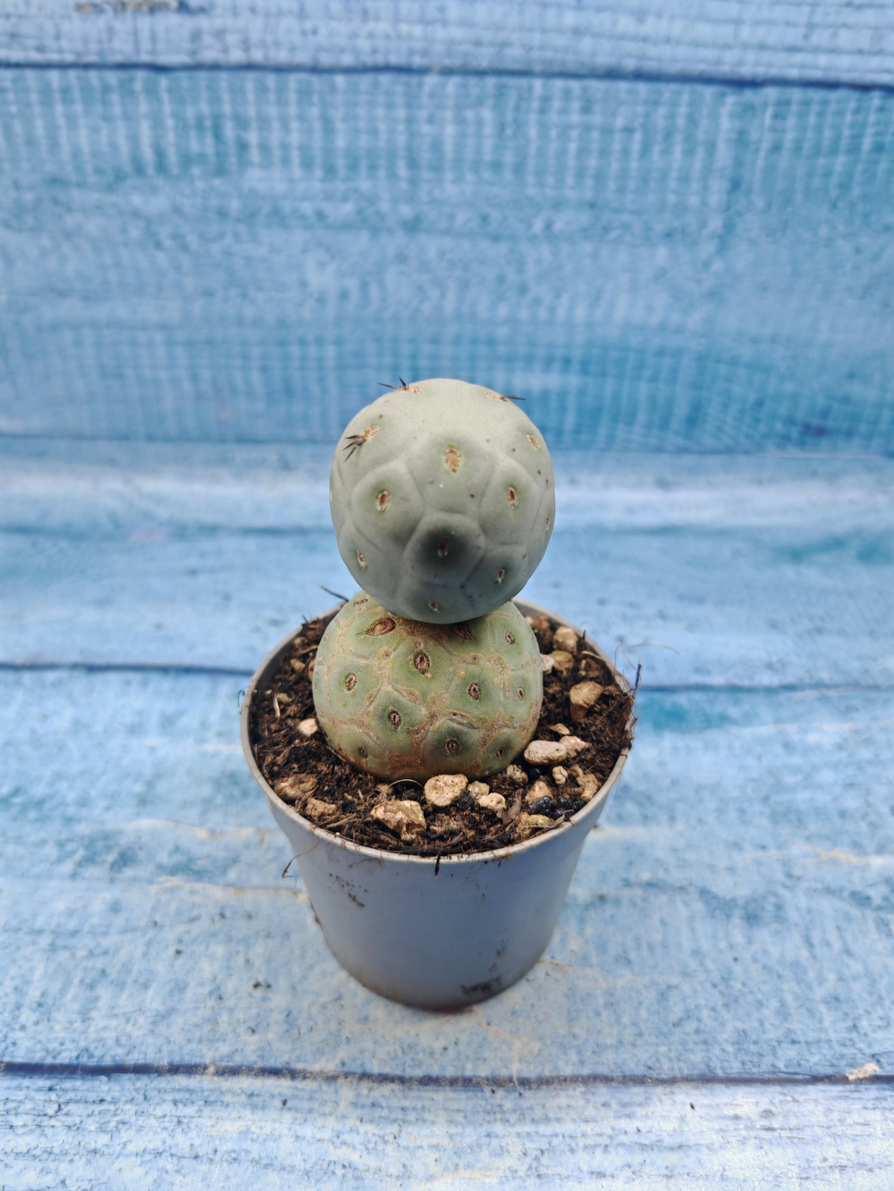 Tephrocactus Geometricus (Тефрокактус)