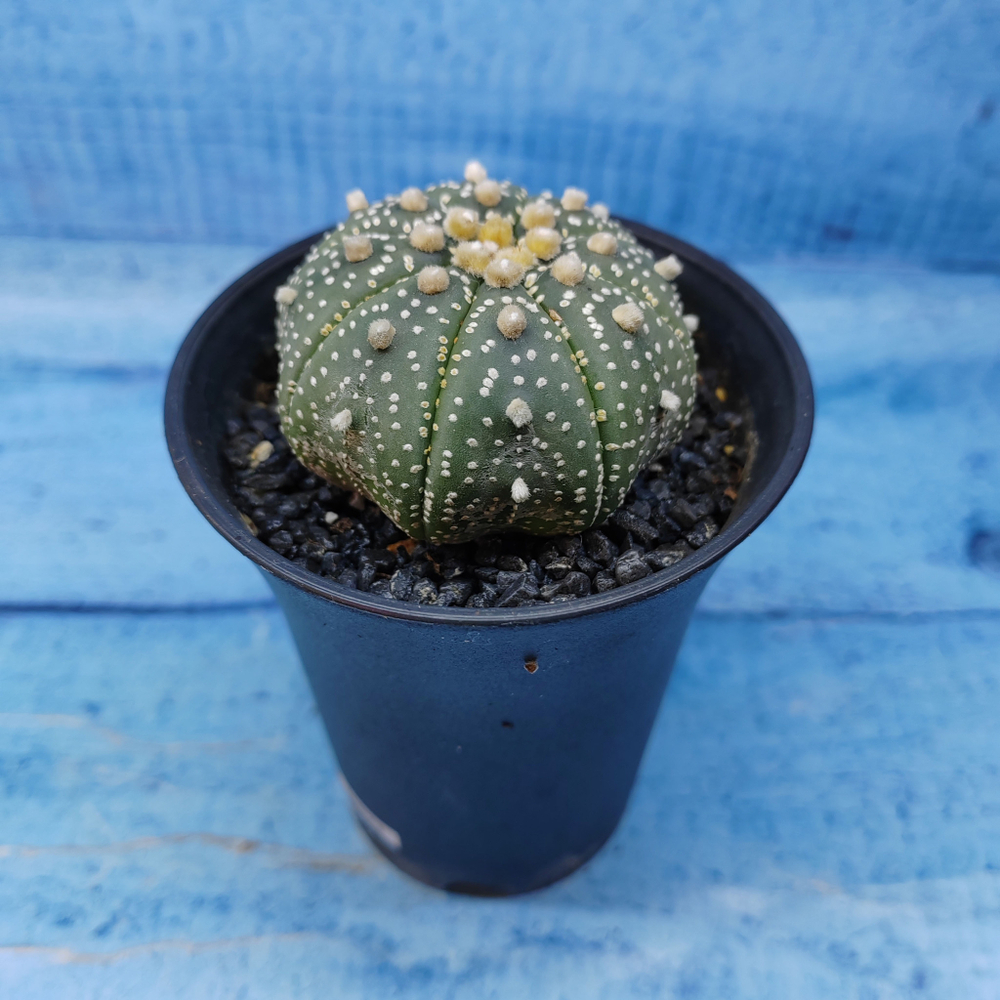 Astrophytum Asterias (Астрофитум)