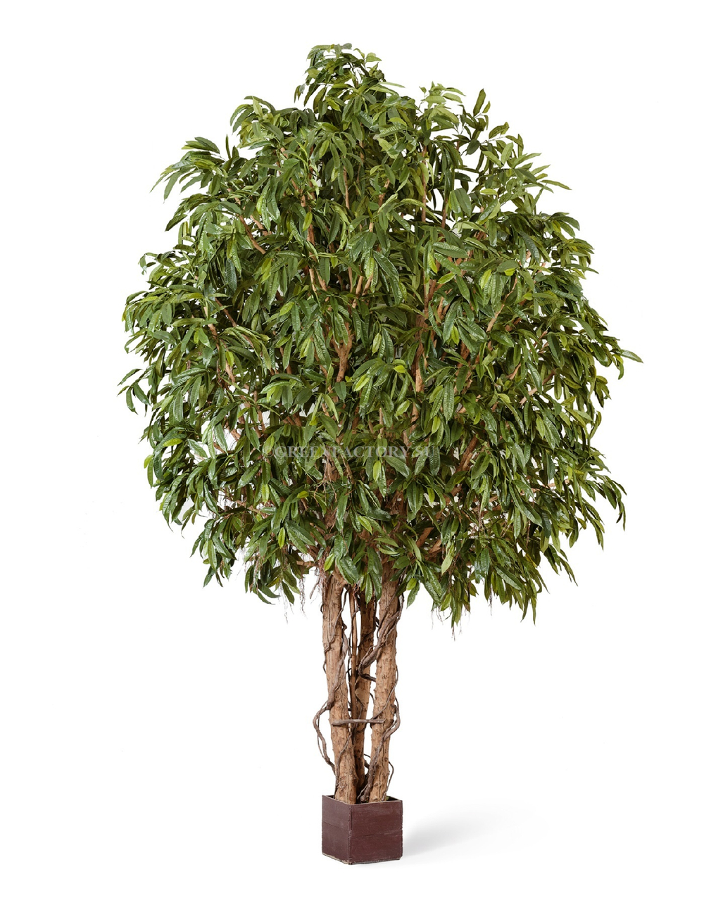 Лонгифолия широколистная Гигантская