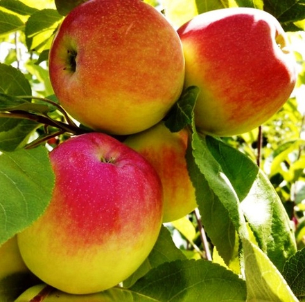 Яблоня Мечтательница летняя