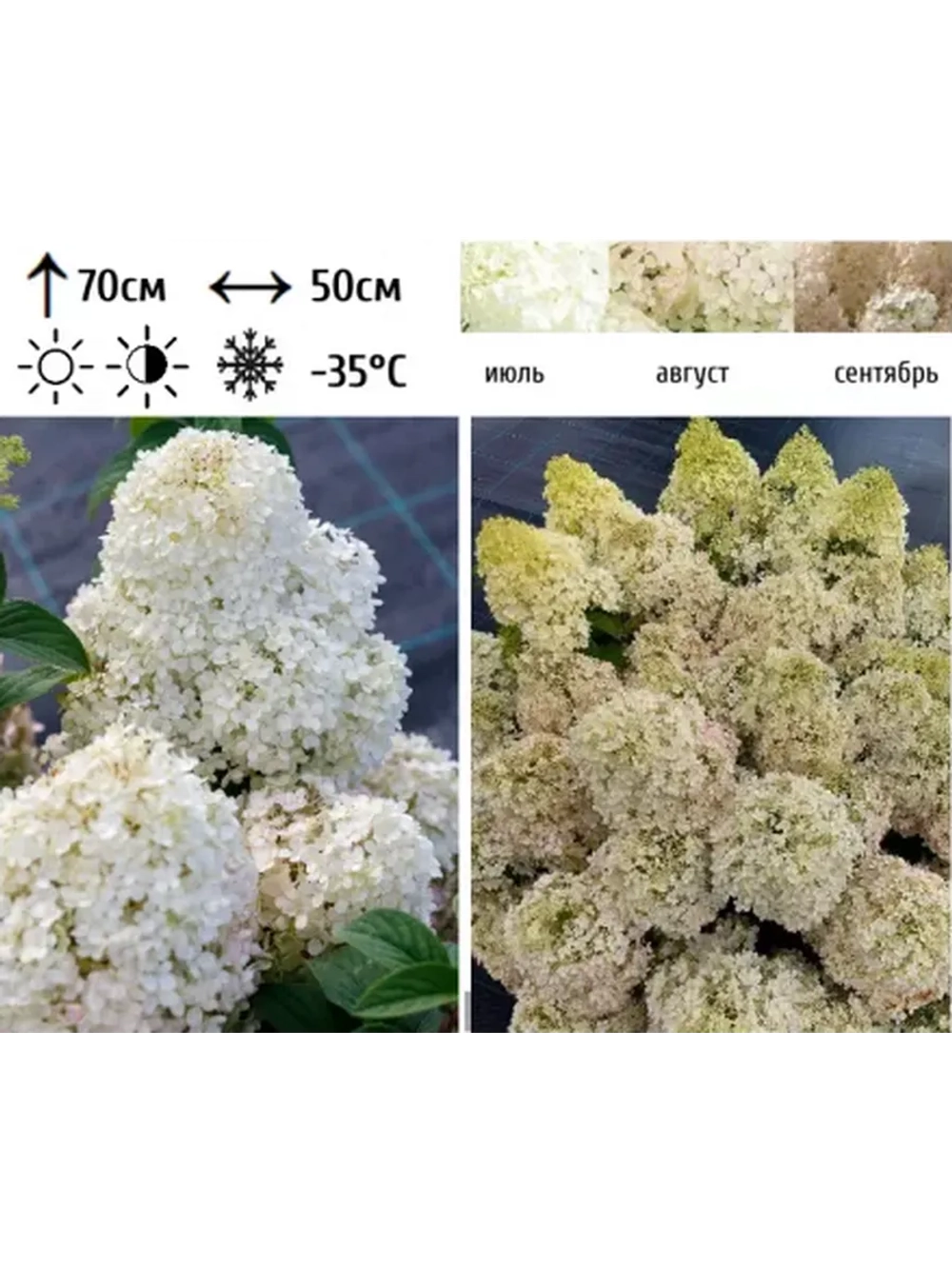 Бобо гортензия метельчатая