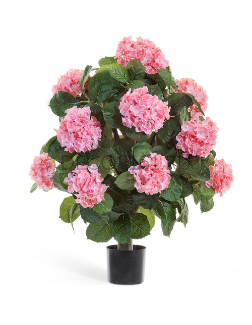 Гортензия розовая куст Макси в-70, д-50 см в горшке 2/2 20.6253PK