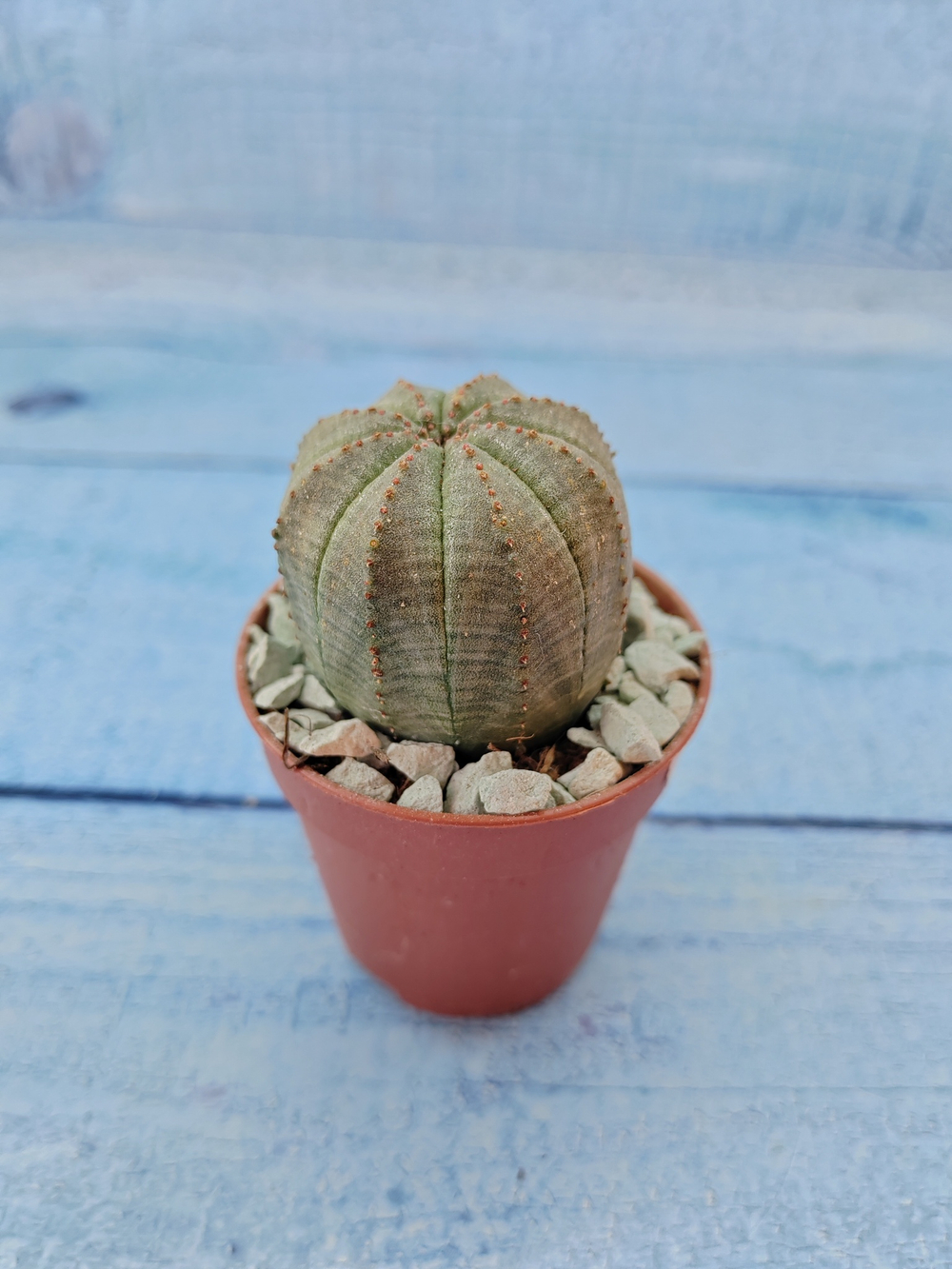 Euphoria Obesa (Эуфорбия)