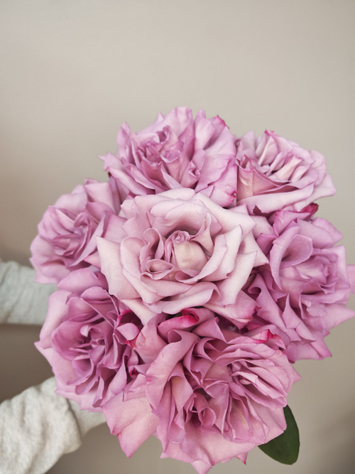 Французкая роза