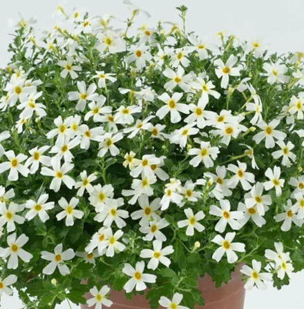 ЕВРО Джеймсбриттения Stardom White Fusion укорененный черенок декабрь