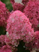 Гортензия метельчатая Пандалус