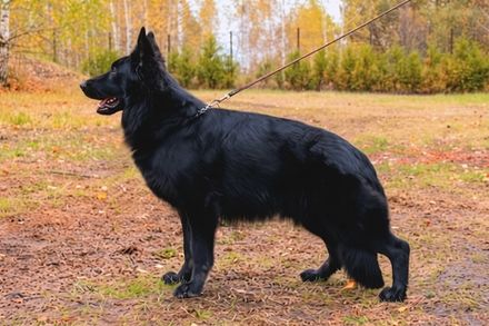 Черный Диамант РАЙХАНА