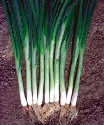 Грин Баннер семена лука на перо (Seminis / Семинис)