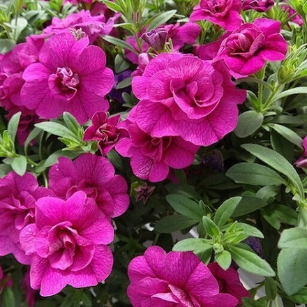 Калибрахоа Aloha Double Purple р9 1шт