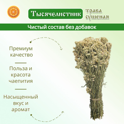 Тысячелистник пучок.