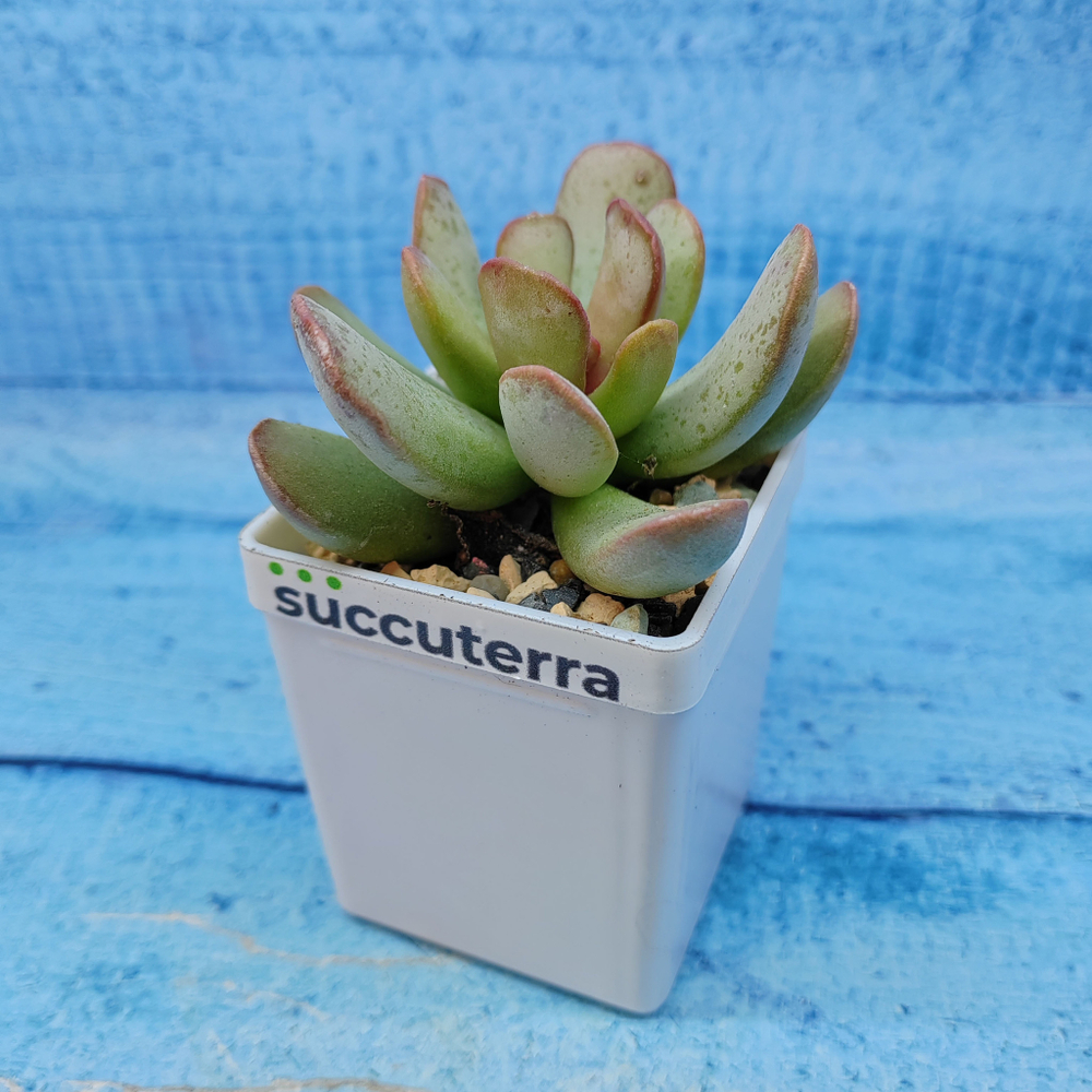 Adromischus Sphenophyllus (Адромискус)