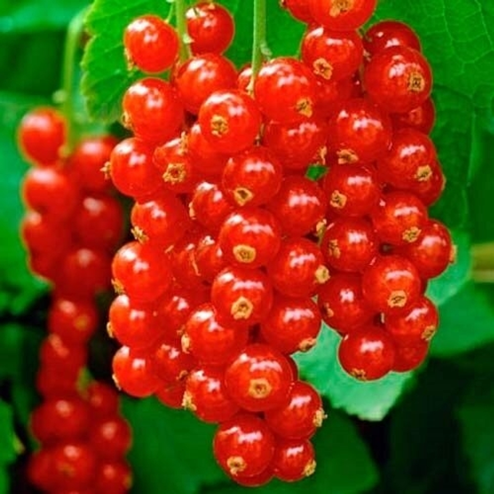 Смородина красная Уральская Красавица