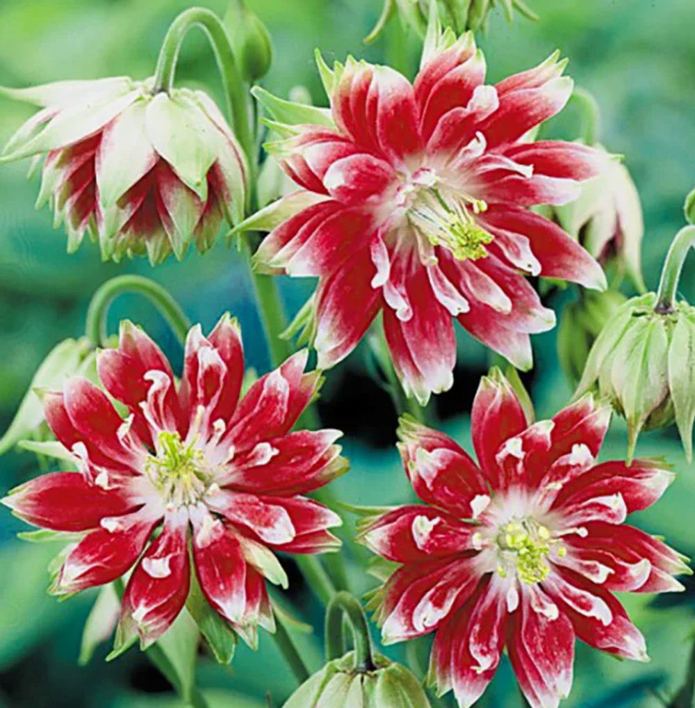 Аквилегия Барлоу Нора рассада конец апреля 26