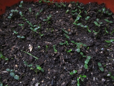 Февральский посев ягод: сеем землянику и жимолость на рассаду для богатого урожая