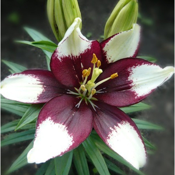 Лилия Тайни Пэдхай Генетически Низкорослая До 45 См