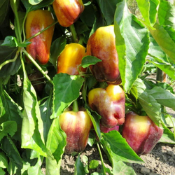 Перец Смуглянка Золотая - Smudge Gold Pepper