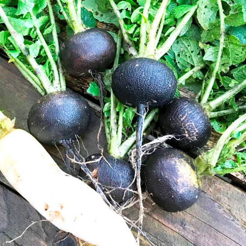 Редька Деревенская Чёрная Отборная