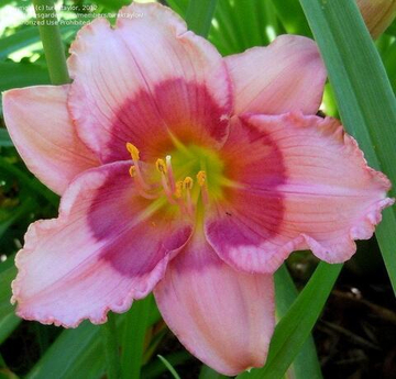 Лилейник Глаз Дракона