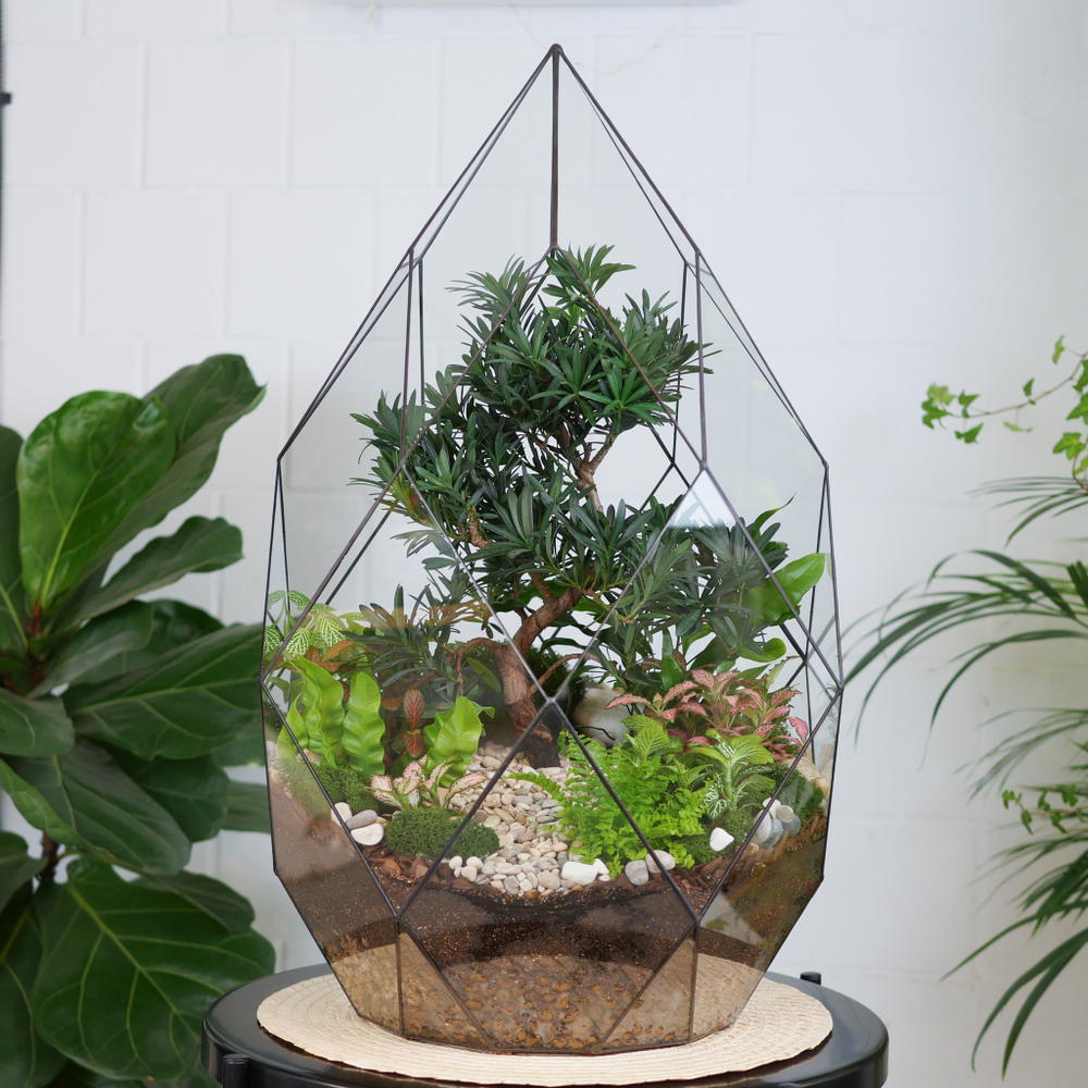 Готовый флорариум бонсай Подокарпус Фаберже