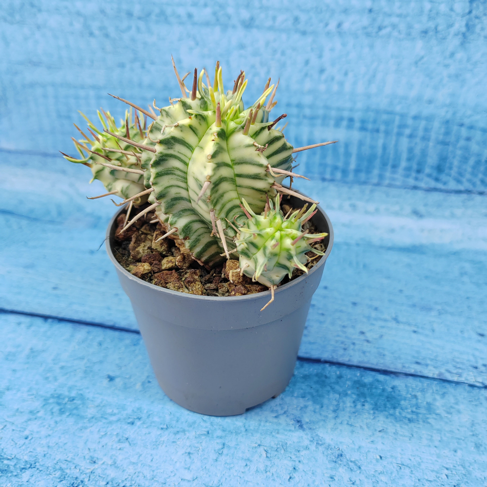 Euphorbia meloformis f. Variegated (Эуфорбия вариегатная)