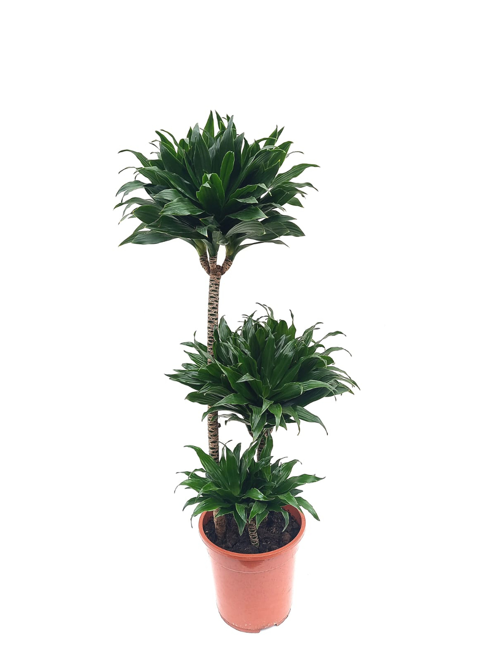 Драцена Компакта