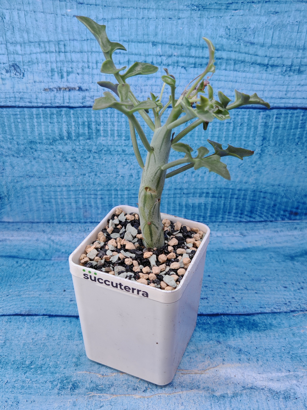 Senecio Articulatus (Крестовник)
