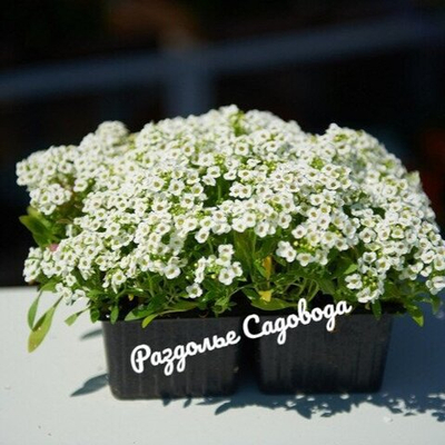 Алиссум (цена за 6 штук)