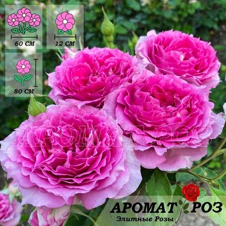 Шахерезада (Sheherazade)