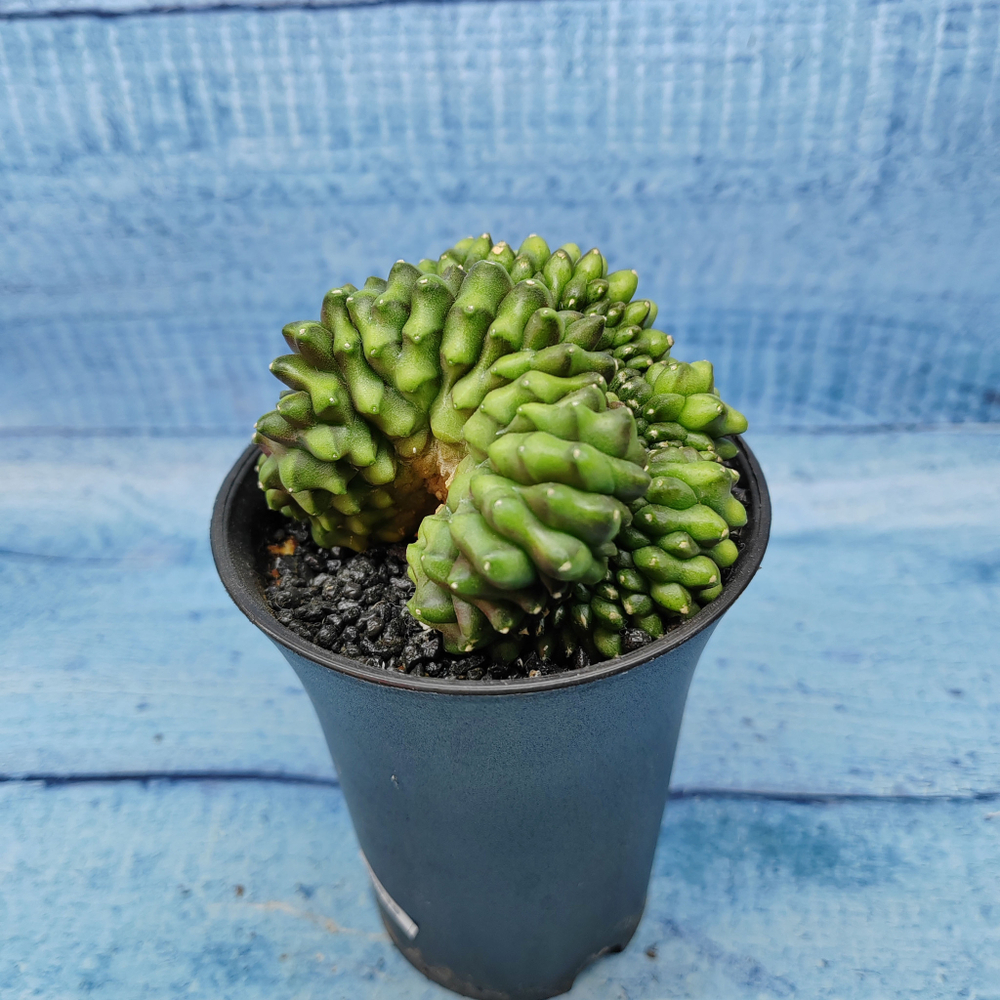 Gymnocalycium Spineless Crested form (Гимнокалициум Кристатный)