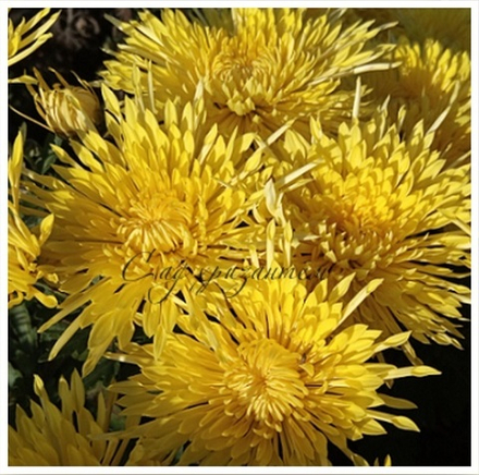 Youko Citrine (нет в наличии)